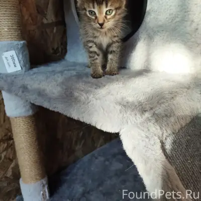 Найден котёнок девочка, Балашиха