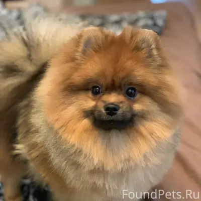 Пропал Джек, собака