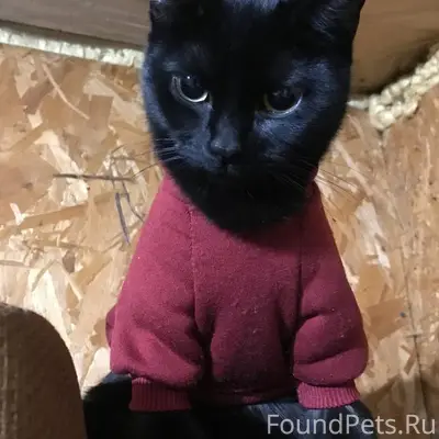 Пропала чёрная кошка, садоводство «Локомотив»
