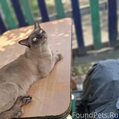 Пропал кот, район улицы Котовского
