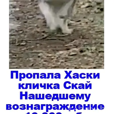 Пропала собака Скай