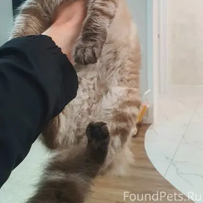 Пропала кошка Чача, район аэродрома
