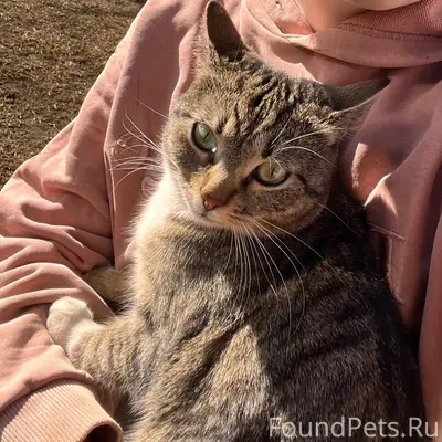 Пропала кошка, Заречная