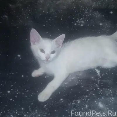 Найден белый котёнок, улица Надеждинская