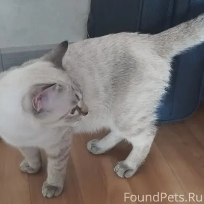 Найден кот молодой 