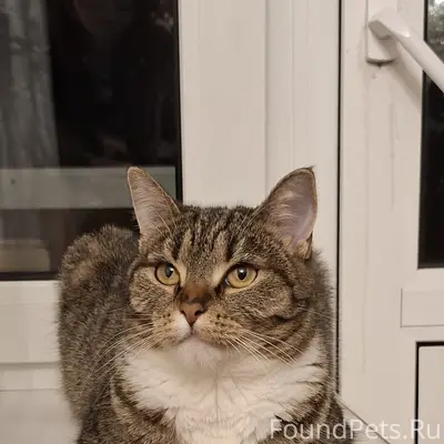Пропала кошка Мыша, Пушкино