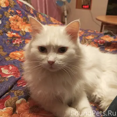 Пропала кошка, район Гарема
