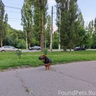 Пропал пёс, [место] Европа на Колобке