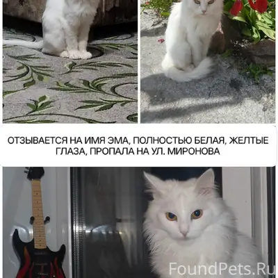 Пропала кошка, ул. Миронова д. 33