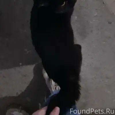 Найден кот, чёрный окрас, Калуга