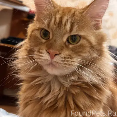 Пропала кошка Марго, улица Кольцевая