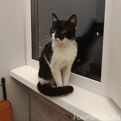 Найден кот, Ленинский район