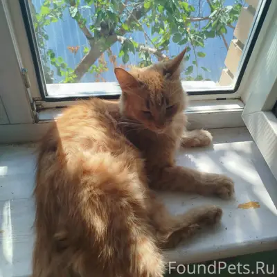 Пропал рыжий кот Феликс, Ладный