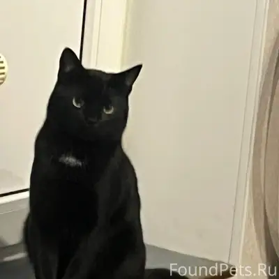 Пропал чёрный кот Кекс, П. Рахья