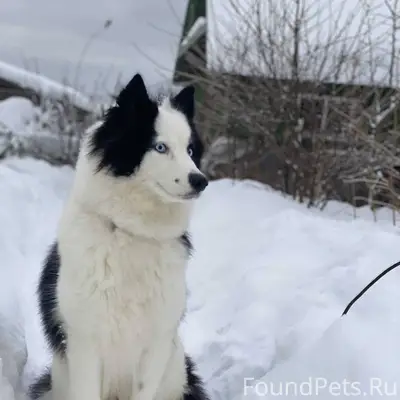 Пропала собака Джесси, Зашекснинский район