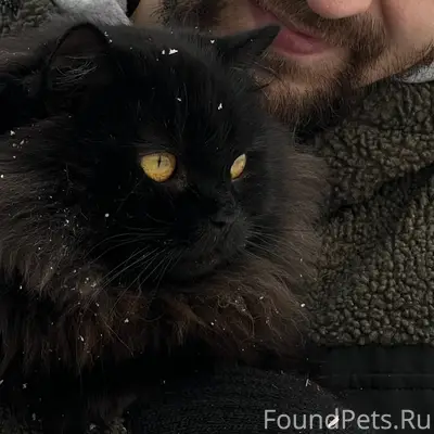 Пропал кот, Черногорск