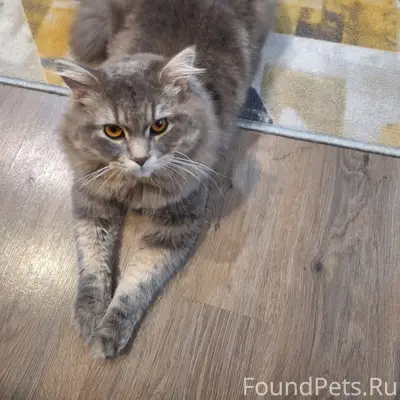 Пропал кот, серый, пушистый, пр-т. Ленина, 29