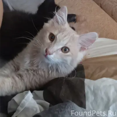 Пропал котёнок, мальчик
