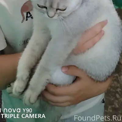 Найдена кошка, ул. Инженерная, д. 21