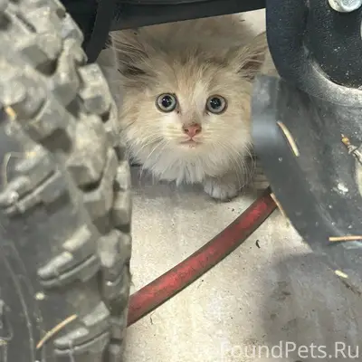 Найден котёнок, Талдом Советская 22
