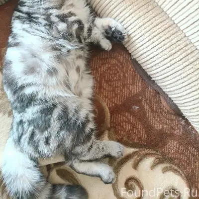 Пропал молодой кот, район медэксперта