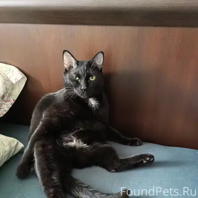 Пропал чёрный кот Артём, район Щербакова 120