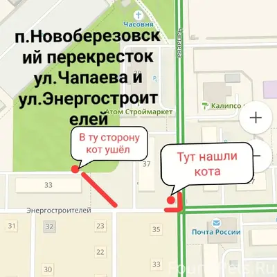 Найден кот