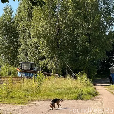 Найден пёс, [место] Затверецкий мост