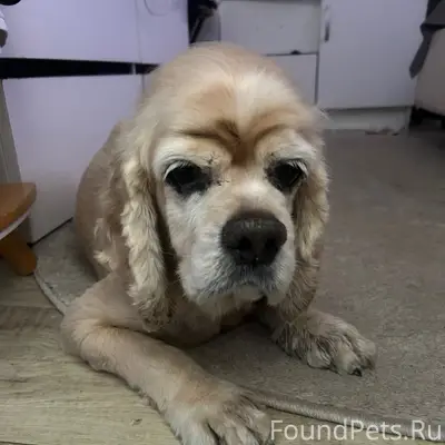 Найденна собака, Тверь