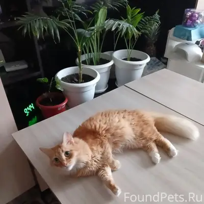 Пропал кот Барсик