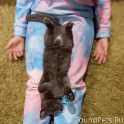 Пропала кошка Римка, улица Головина