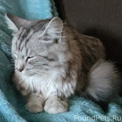 Пропала кошка Мелисска, поселок Солнечный