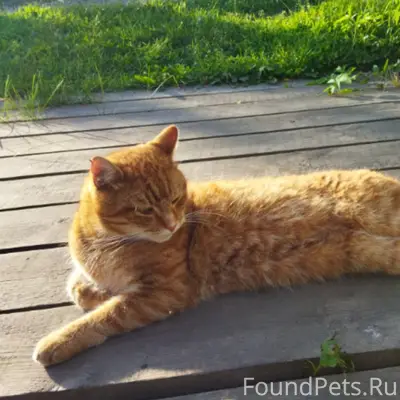 Пропал кот, 13 улица