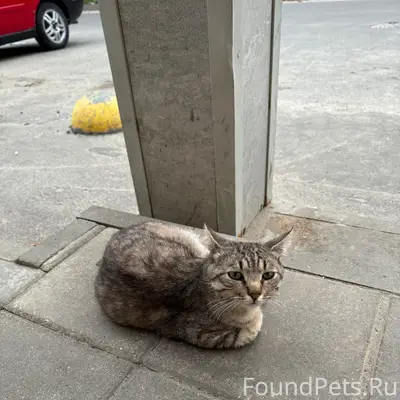 Найдена кошка, район макаронки