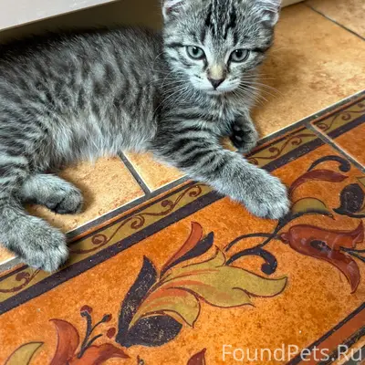 Найдена бездомная кошка, Коломна