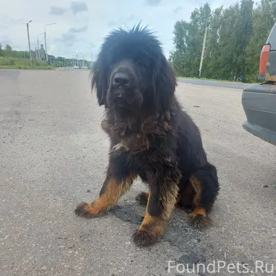 Найдена собака, Суздальский район