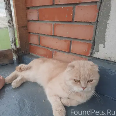 Пропал кот, Северо-Западный район