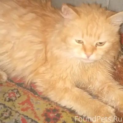 Пропал рыжий кот Рыжий, район Платовского кладбища