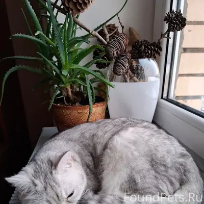 Пропала кошка, Фрунзенский район