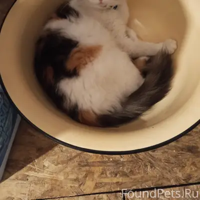 Пропала кошка Стеша, улица Дружбы