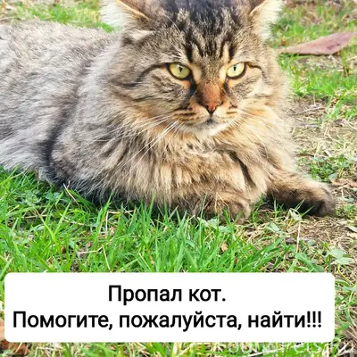 Пропал кот Симба, Сочи