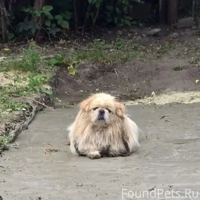 Пропал пёс Умка