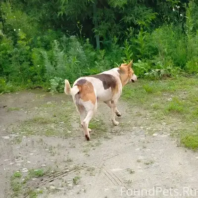 Пропал пёс Пятнашка, Верхняя Пышма