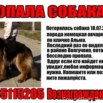 Пропала немецкая овчарка Альма, Волгучено