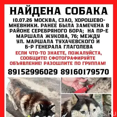 Найдена собака