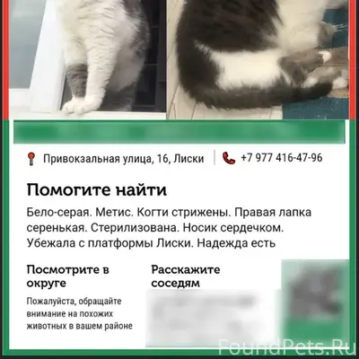 Пропала кошка Матильда, платформа Лиски