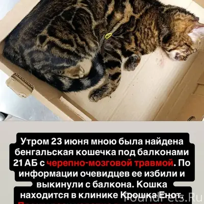 Найдена кошка бенгал, нуждается в помощи