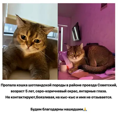 Пропала шотландская кошка, проезд Советский