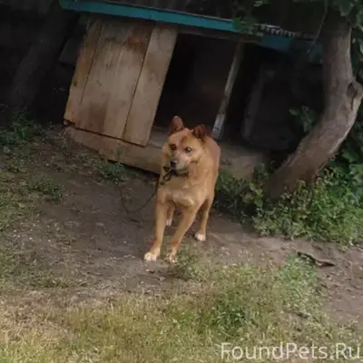 Пропала собака