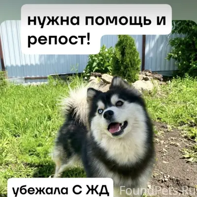 Пропала хаски Ника, Санкт-Петербург
